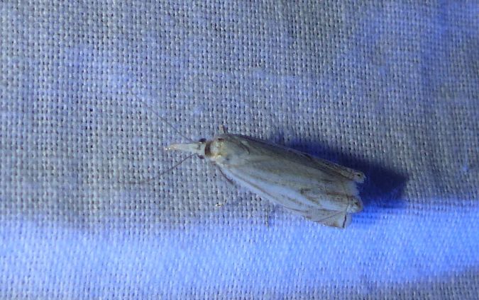 Crambus lathoniellus 