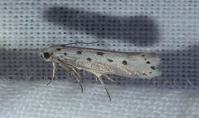 Ethmia terminella 
