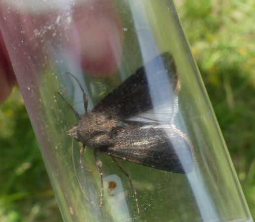 Noctuelle des moissons 
