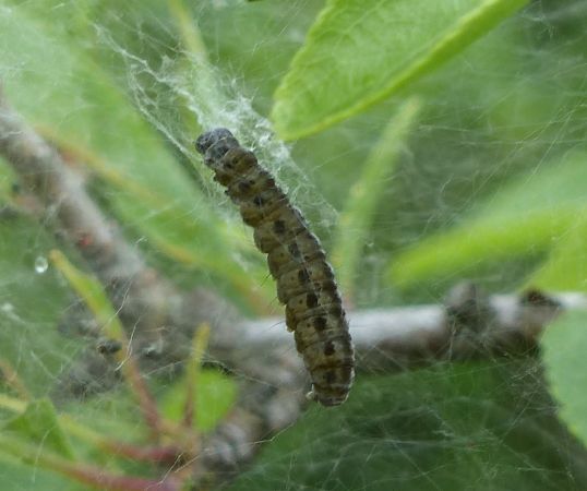 Yponomeuta padella 