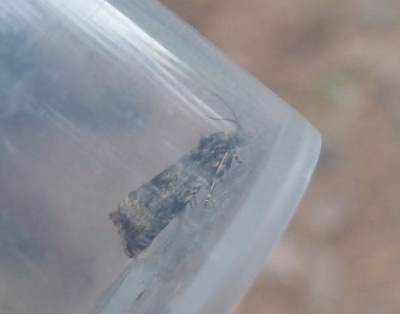 Celypha lacunana 