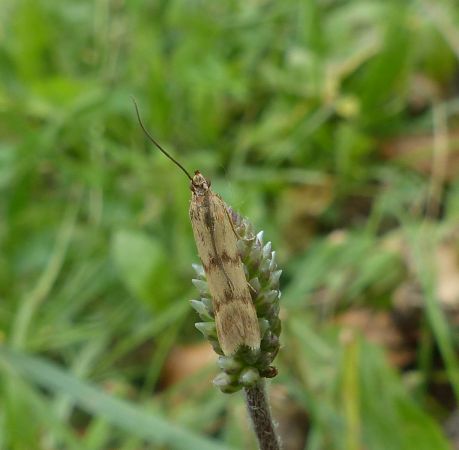 Homoeosoma sinuella 
