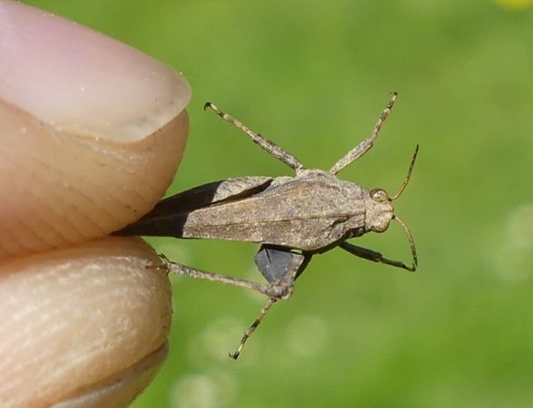 Slender Ground-hopper  - Bufo Fizesan (Bufo)
