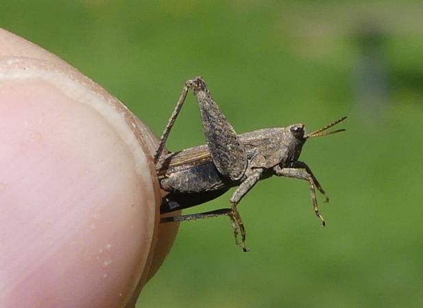 Tétrix riverain  - Bufo Fizesan (Bufo)