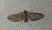 Eupithecia nanata 