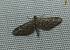 Eupithecia nanata 