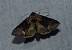 Abrostola asclepiadis 