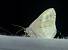 Lomographa temerata 
