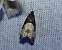 Notocelia cynosbatella 