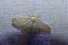 Idaea subsericeata 