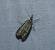 Crambus des champs 