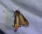 Noctuelle putride 
