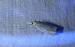 Crambus lathoniellus 