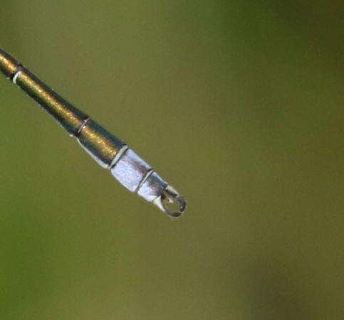 Small Spreadwing  - Thomas Lux