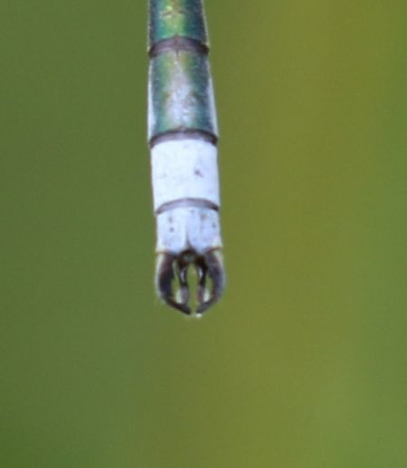 Common Spreadwing  - Thomas Lux