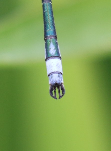 Common Spreadwing  - Thomas Lux