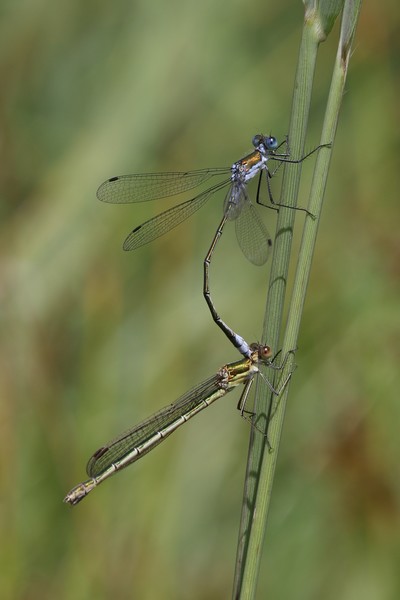 Common Spreadwing  - Thomas Lux