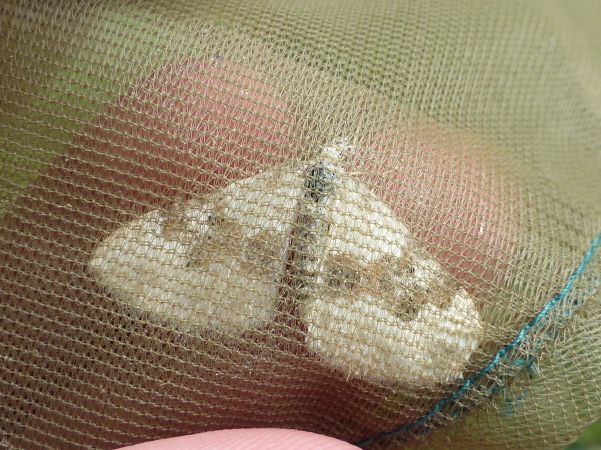 Xanthorhoe montanata 