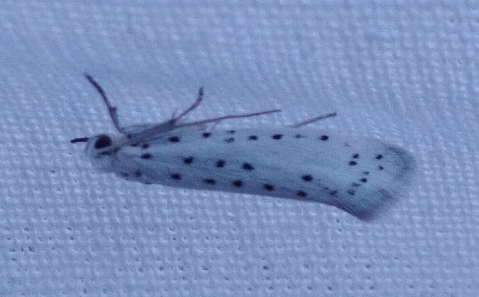 Yponomeuta sp. 