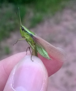 Small Gold Grasshopper  - Thomas Lux