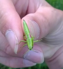Small Gold Grasshopper  - Thomas Lux