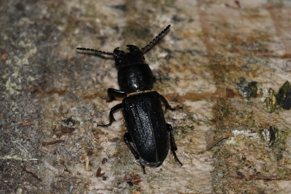 Spondylis buprestoides  - Thomas Lux