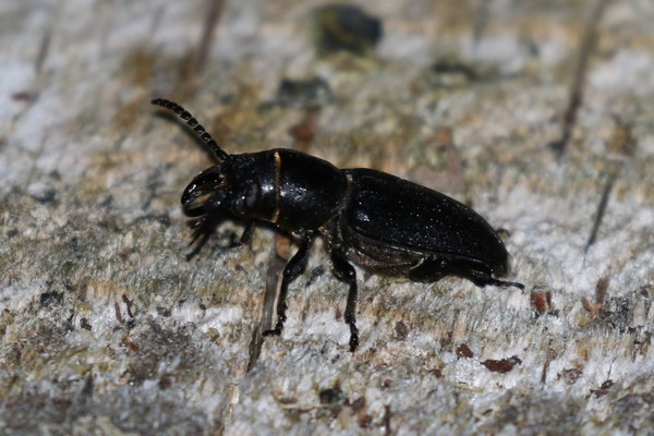 Spondylis buprestoides  - Thomas Lux