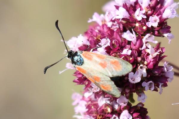 Slender Scotch Burnet  - Thomas Lux