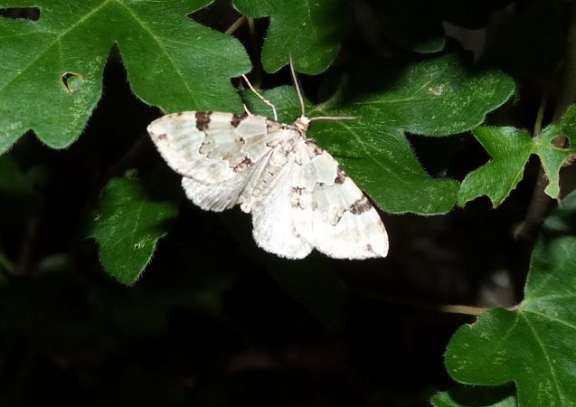 Colostygia pectinataria  - Sylvain Lethuillier