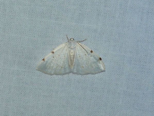 Lomographa bimaculata  - Sylvain Lethuillier