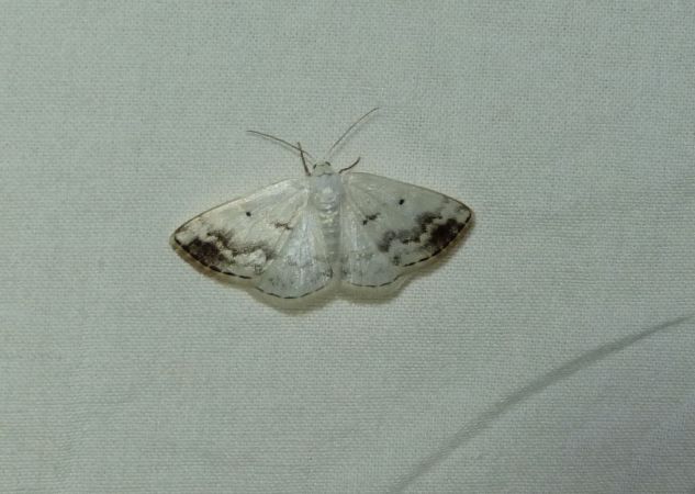 Lomographa temerata  - Sylvain Lethuillier