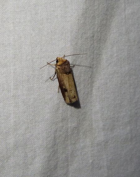 Noctuelle putride  - Sylvain Lethuillier