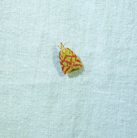 Hypercallia citrinalis  - Sylvain Lethuillier