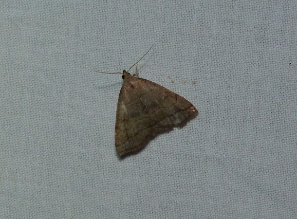 Herminia tarsicrinalis  - Sylvain Lethuillier