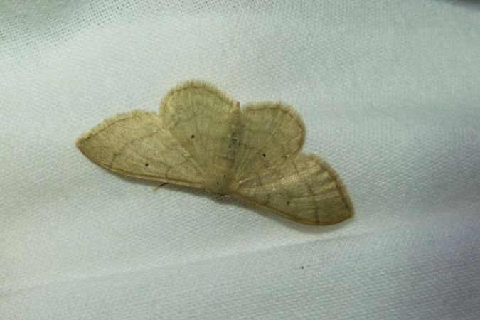 Idaea straminata  - Sylvain Lethuillier