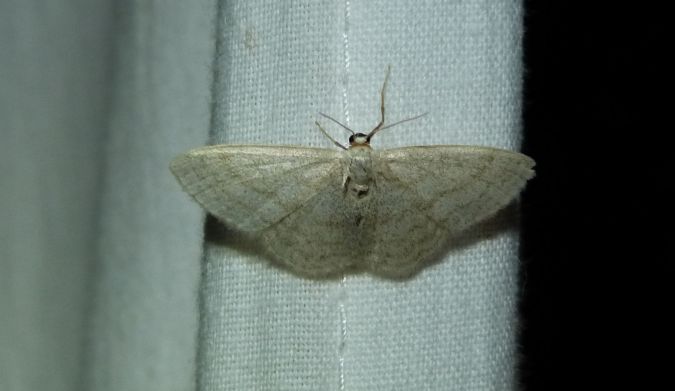 Idaea subsericeata  - Sylvain Lethuillier