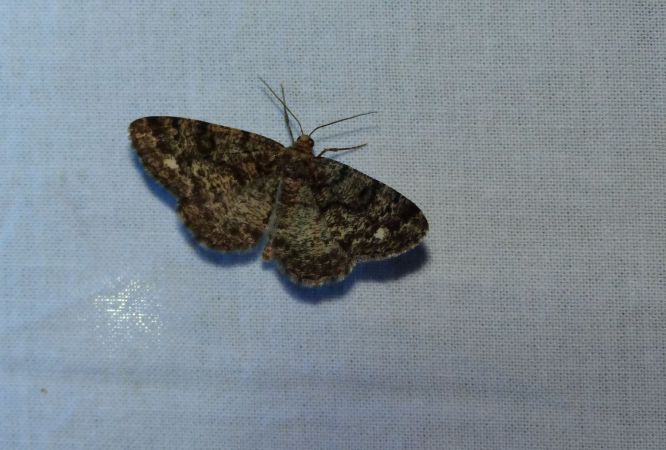 Parectropis similaria  - Sylvain Lethuillier