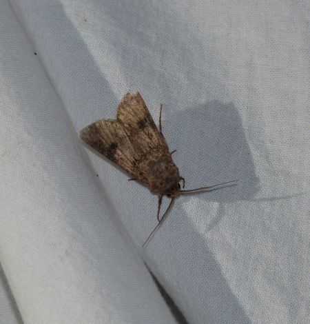 Noctuelle des moissons  - Sylvain Lethuillier