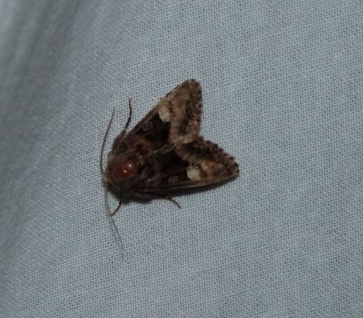 Euplexia lucipara  - Sylvain Lethuillier
