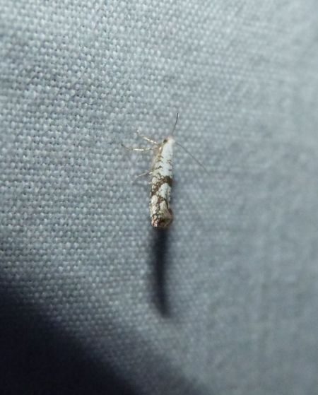 Argyresthia curvella  - Sylvain Lethuillier