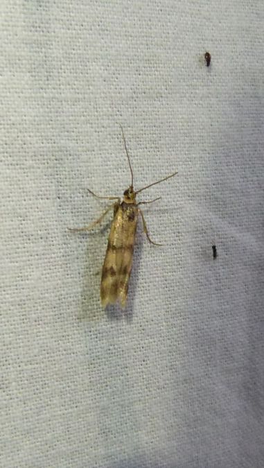 Homoeosoma sinuella  - Sylvain Lethuillier