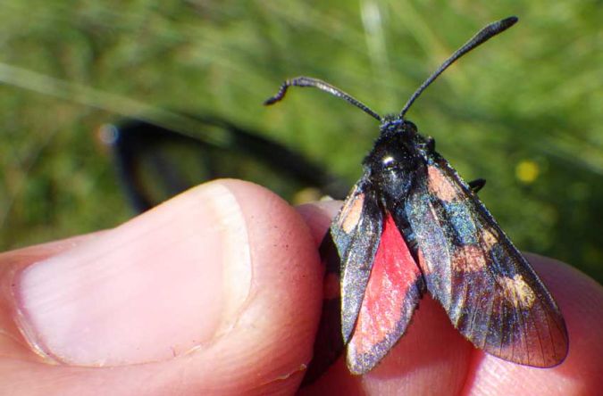Five-Spot Burnet  - Christian Rust
