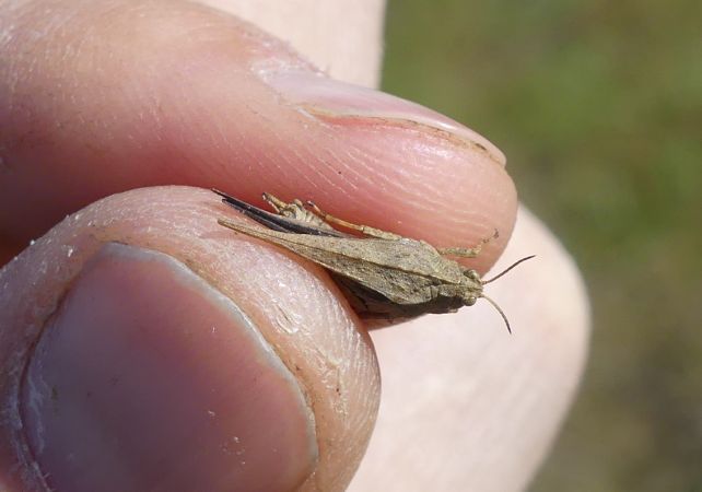 Tétrix riverain  - Bufo Fizesan (Bufo)