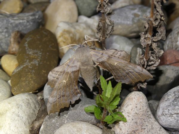 Sphinx du peuplier  - Bufo Fizesan (Bufo)