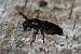 Spondylis buprestoides  - Thomas Lux