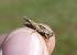 Tétrix riverain  - Bufo Fizesan (Bufo)