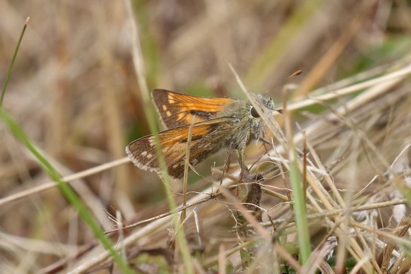 Comma  - Thomas Lux