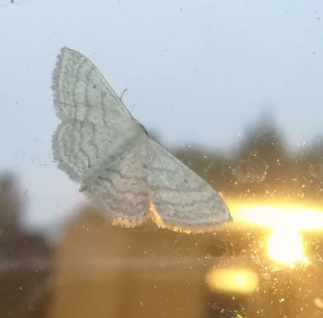 Idaea subsericeata  - Thomas Lux