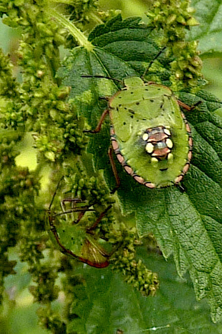 Nezara viridula  - Jacques Thiriet