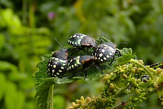 Nezara viridula  - Jacques Thiriet